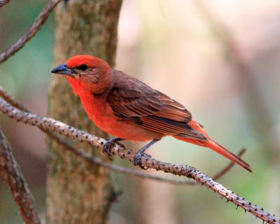 Hepatic Tanager