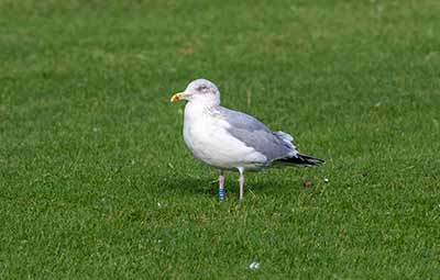 European Herring Gull