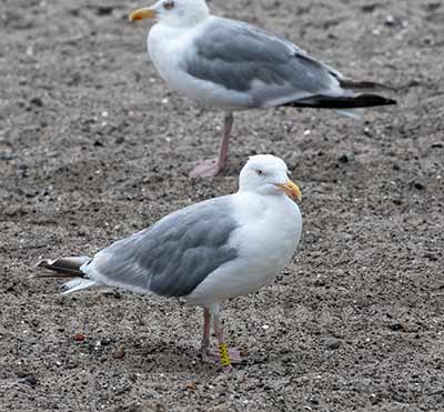 European Herring Gull