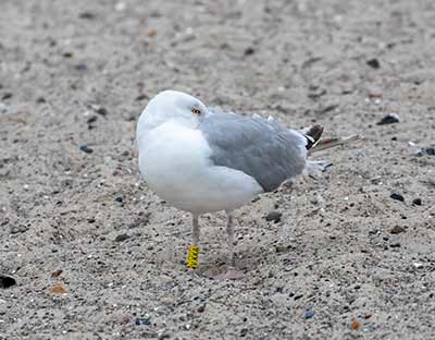European Herring Gull