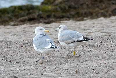 European Herring Gull