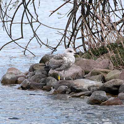 European Herring Gull