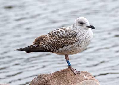 Larus sp.