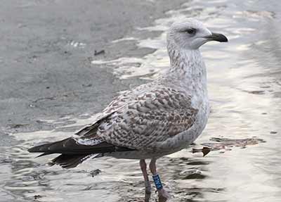 Larus sp.