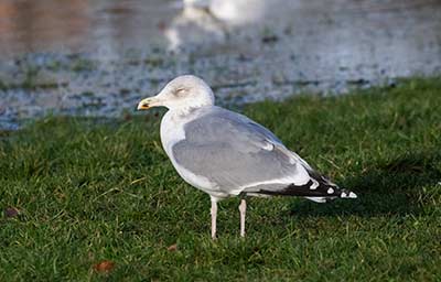European Herring Gull