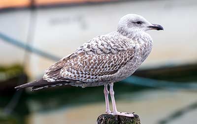 European Herring Gull