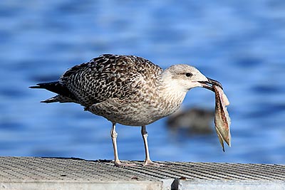 European Herring Gull