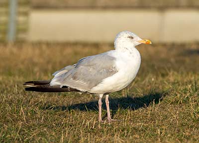 European Herring Gull