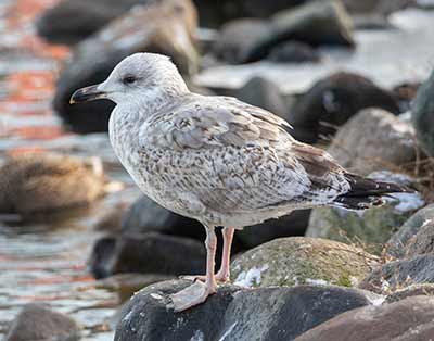 European Herring Gull