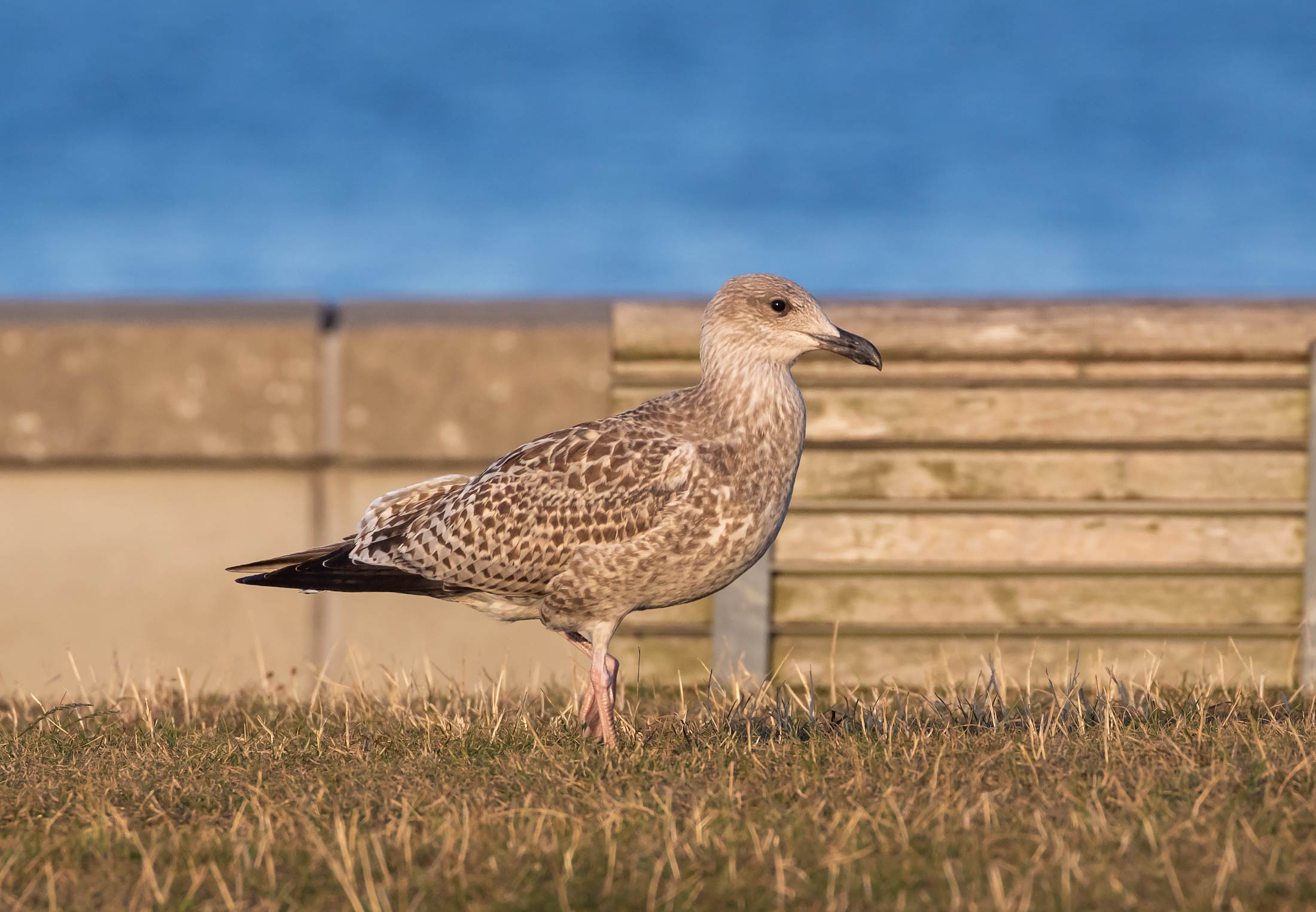 European Herring Gull
