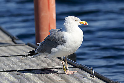 European Herring Gull