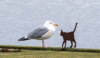 European Herring Gull