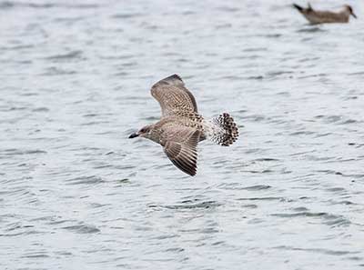 European Herring Gull