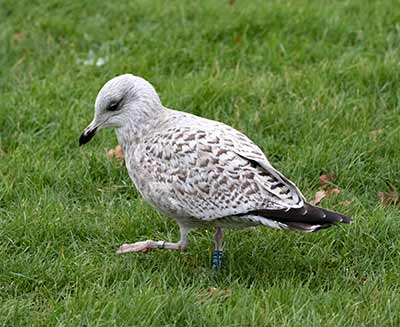 European Herring Gull