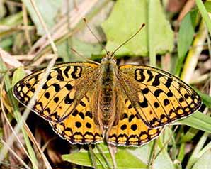 High Brown Fritillary