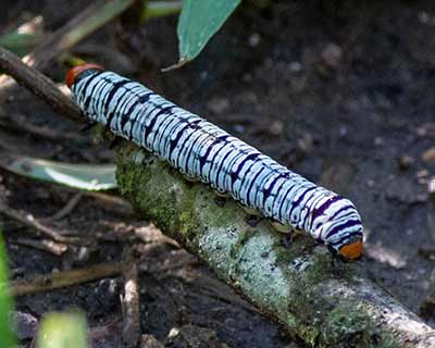 Hiroglyphic Moth