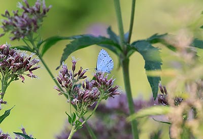 Holly Blue