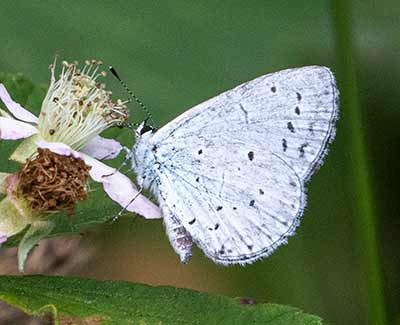 Holly Blue