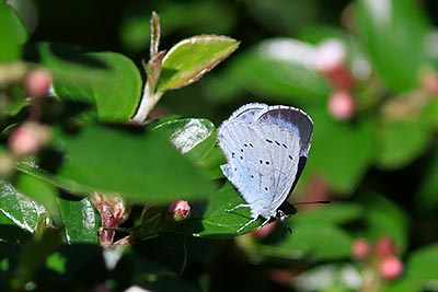 Holly Blue