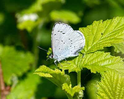 Holly Blue