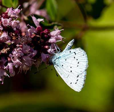 Holly Blue