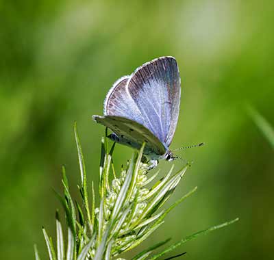 Holly Blue