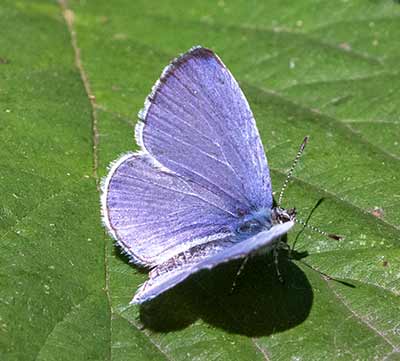 Holly Blue