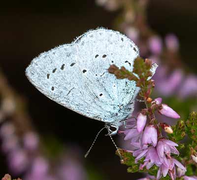 Holly Blue