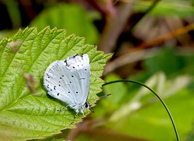 Holly Blue