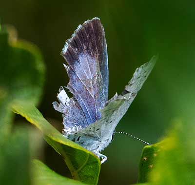 Holly Blue