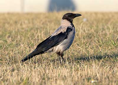 Hooded Crow