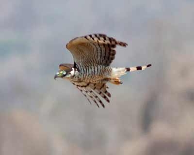 Hook-billed Kite
