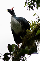 Horned Guan