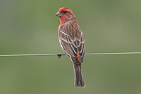 House Finch
