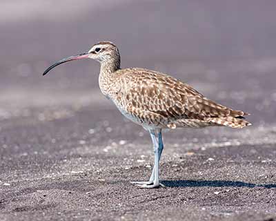 Hudsonian Whimbrel