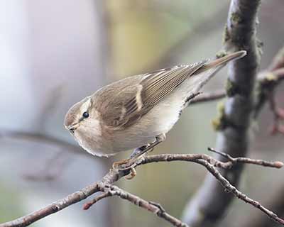 Hume's Warbler