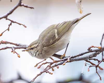 Hume's Warbler