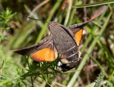 Hummingbird Hawk-Moth
