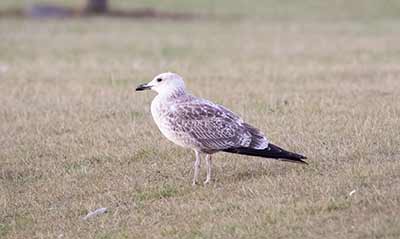 Larus sp.