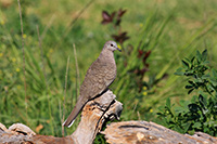 Inca Dove