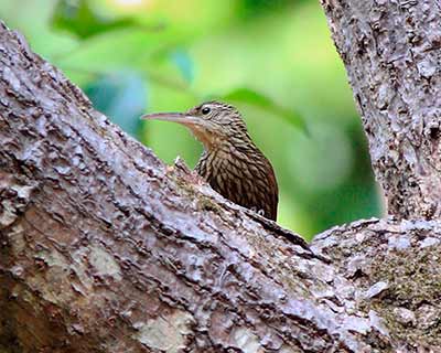 Ivory-billed Woodcreeper