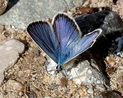 Idas Blue