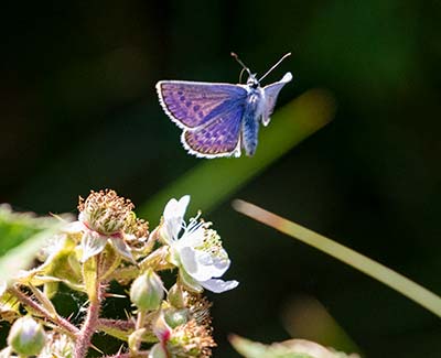 Idas Blue