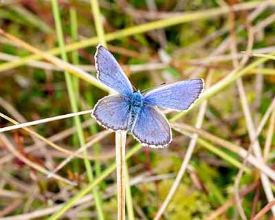 Idas Blue