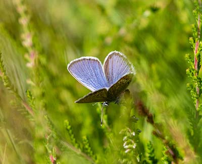 Idas Blue