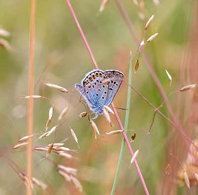Idas Blue