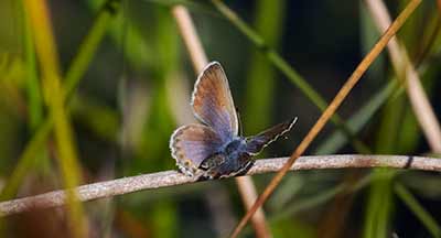 Idas Blue