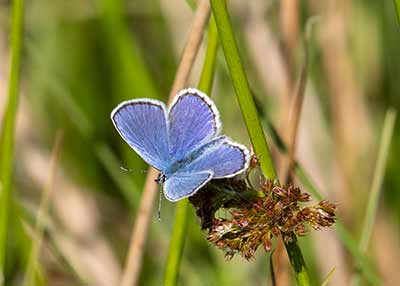 Idas Blue
