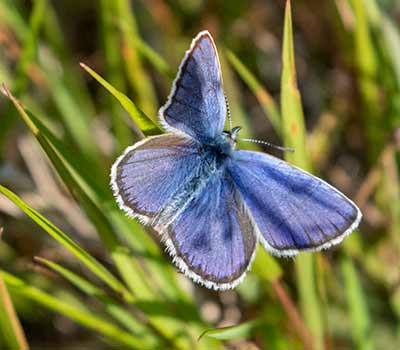 Idas Blue