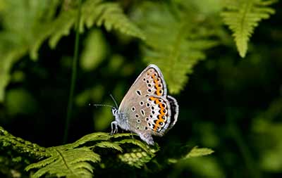 Idas Blue